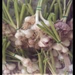 Garlic plant