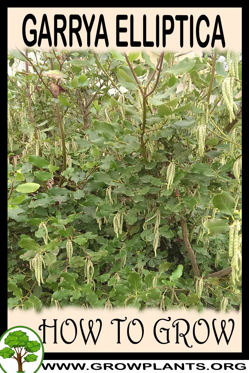 How to grow Garrya elliptica