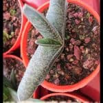 Gasteraloe