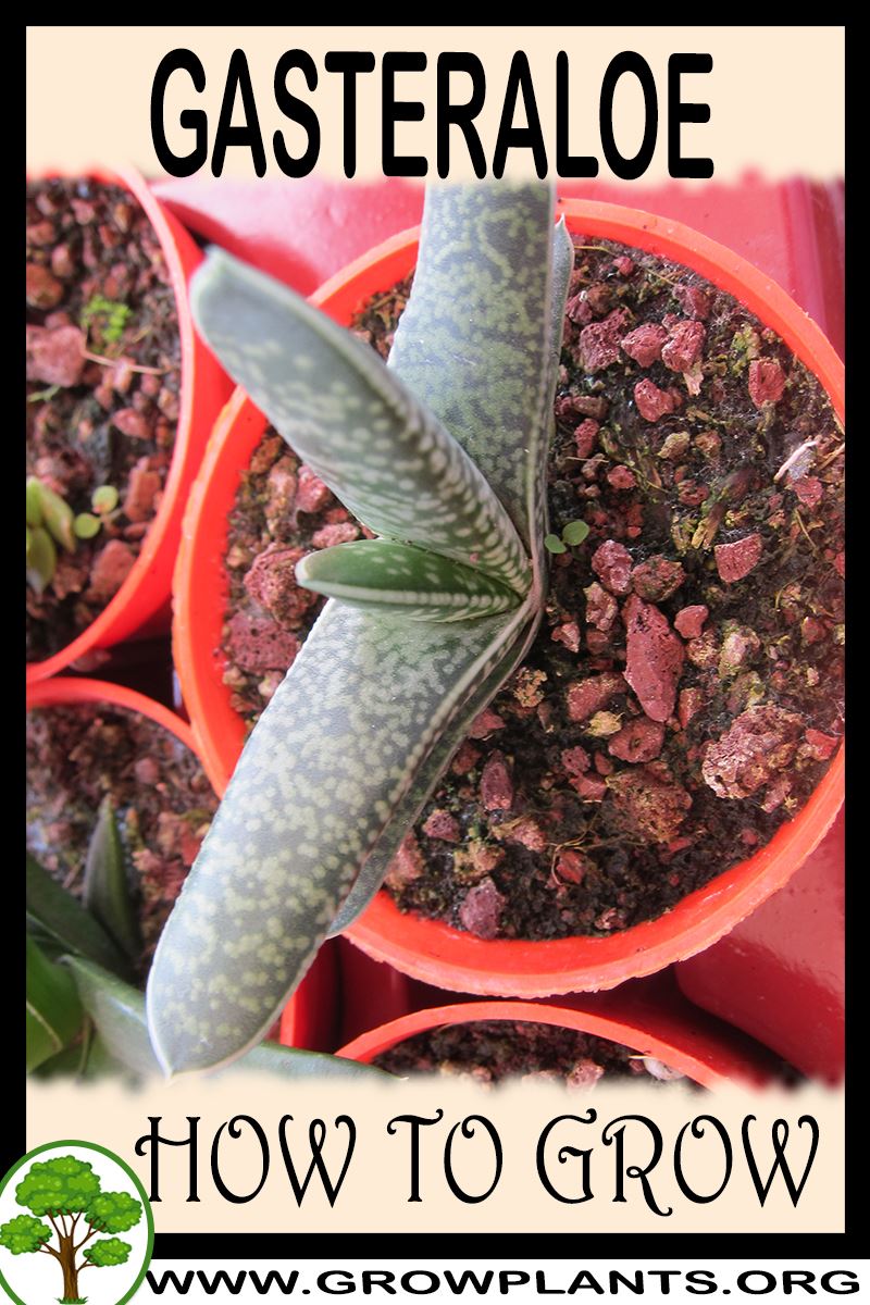 How to grow Gasteraloe
