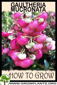 How to grow Gaultheria mucronata
