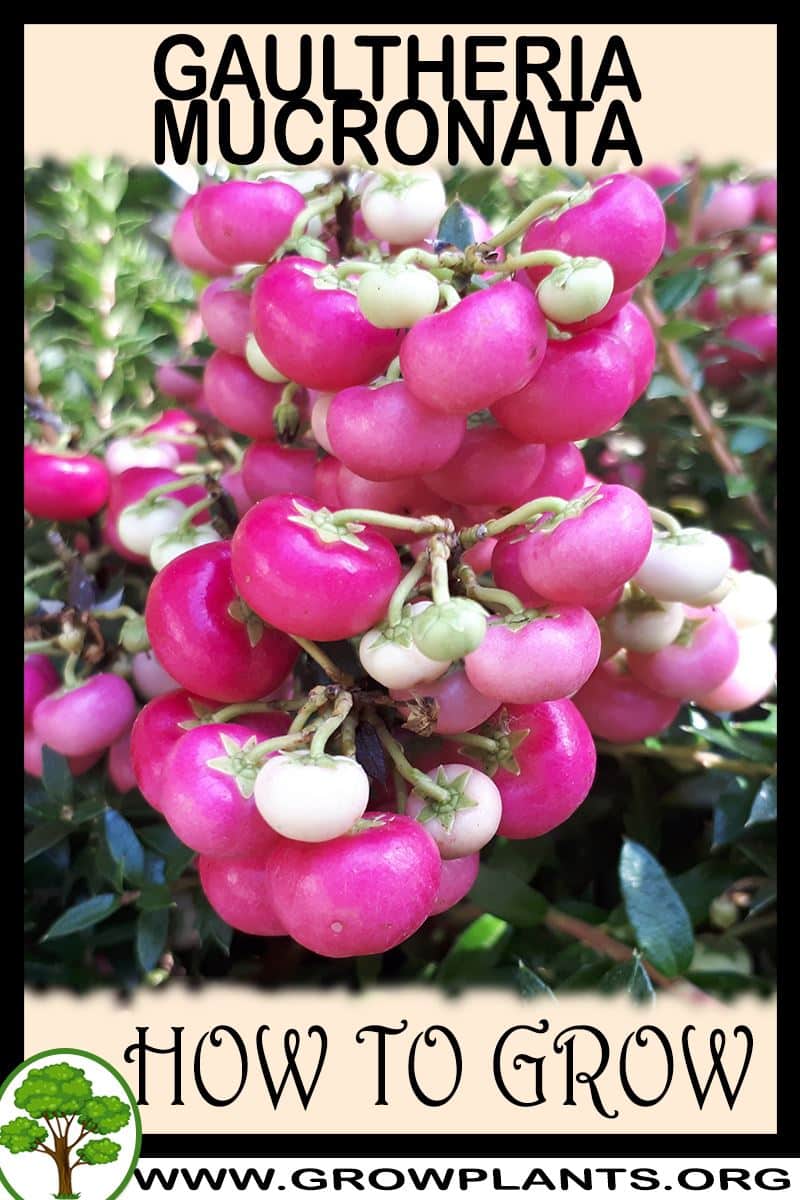 How to grow Gaultheria mucronata