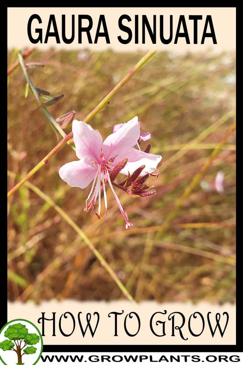 How to grow Gaura sinuata