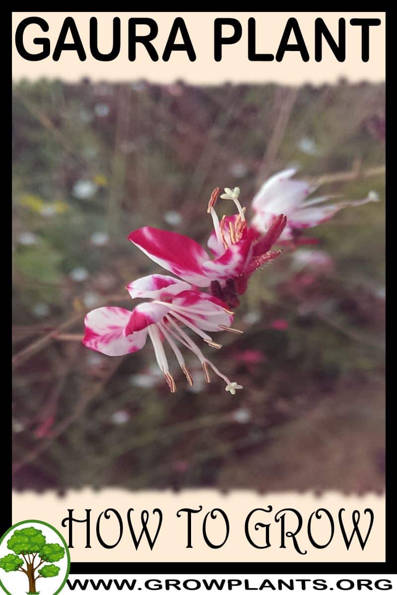 How to grow Gaura