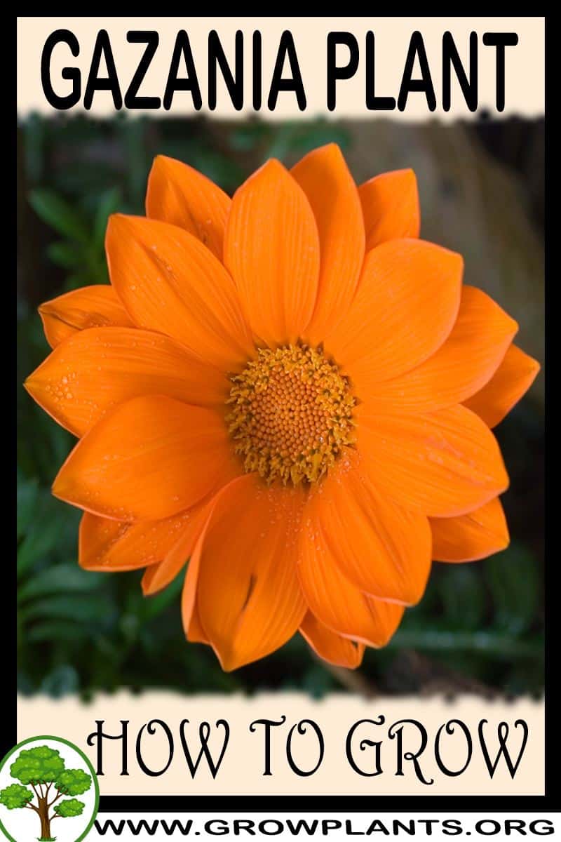 How to grow Gazania