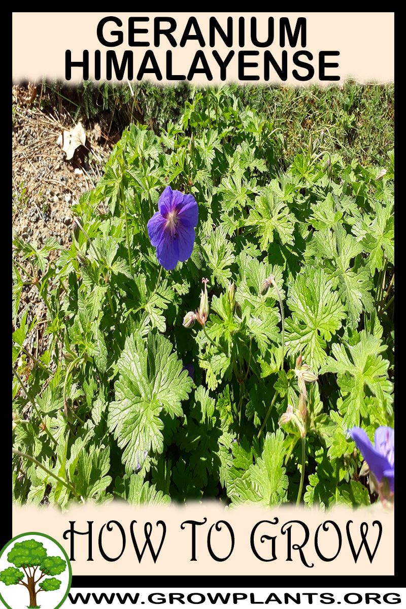How to grow Geranium himalayense