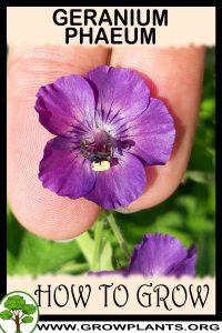 How to grow Geranium phaeum