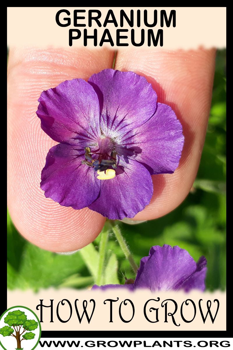 How to grow Geranium phaeum
