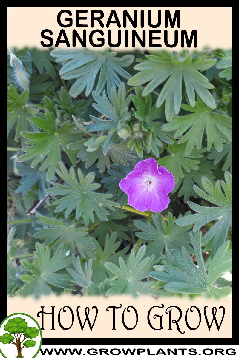 How to grow Geranium sanguineum