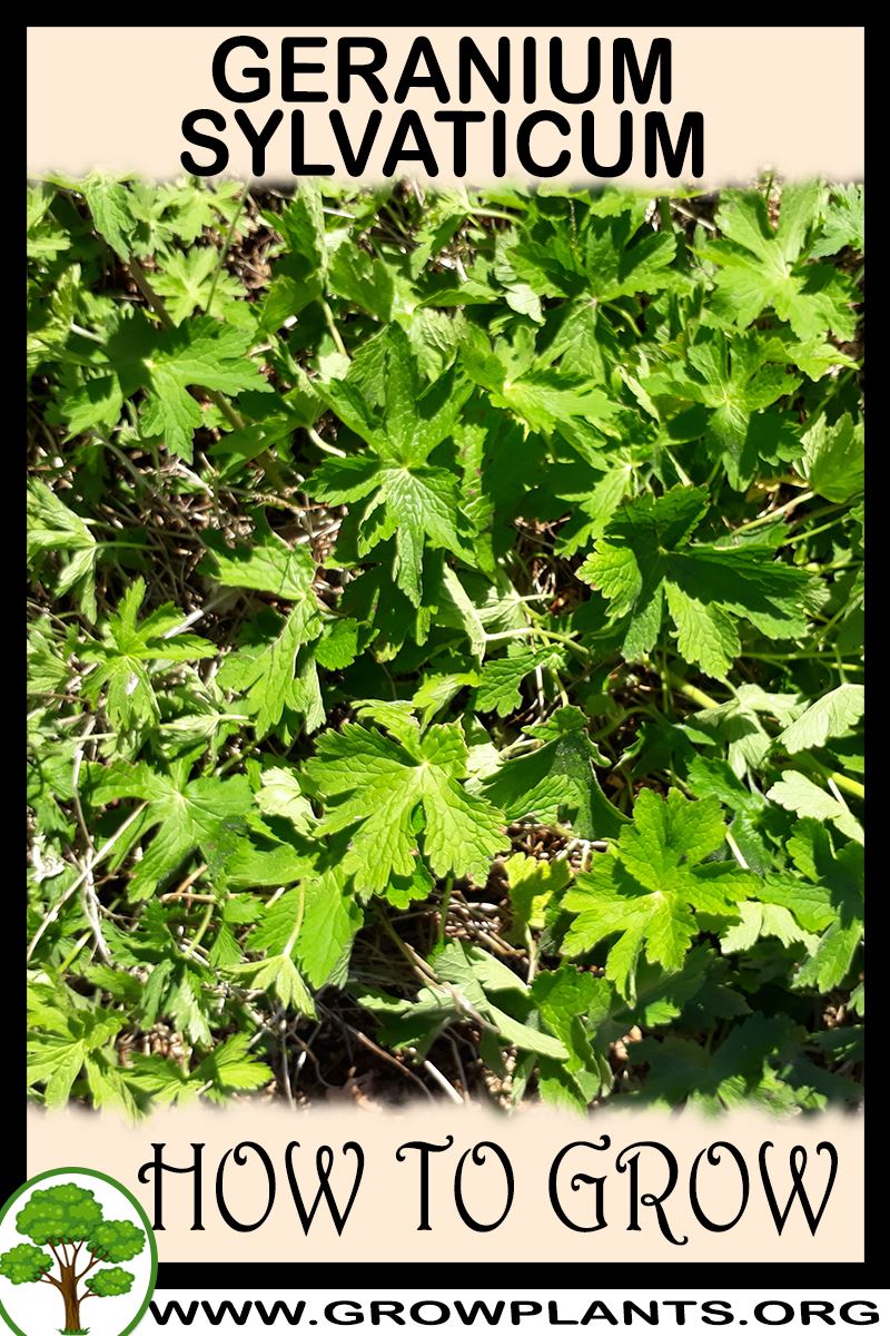 How to grow Geranium sylvaticum
