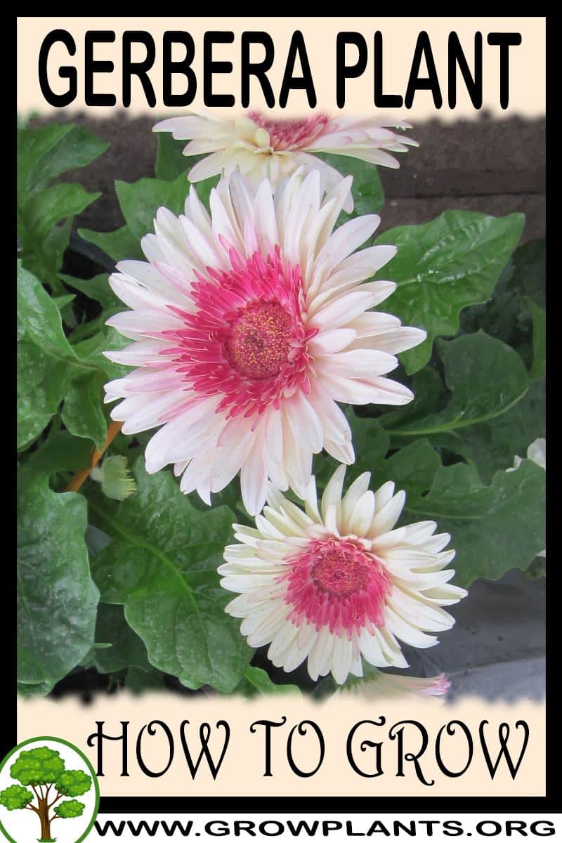 How to grow Gerbera