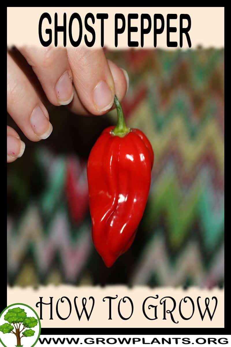 Ghost Pepper How to grow & care