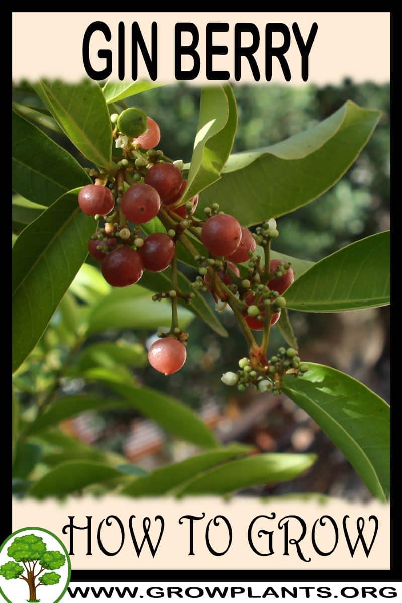 How to grow Gin berry