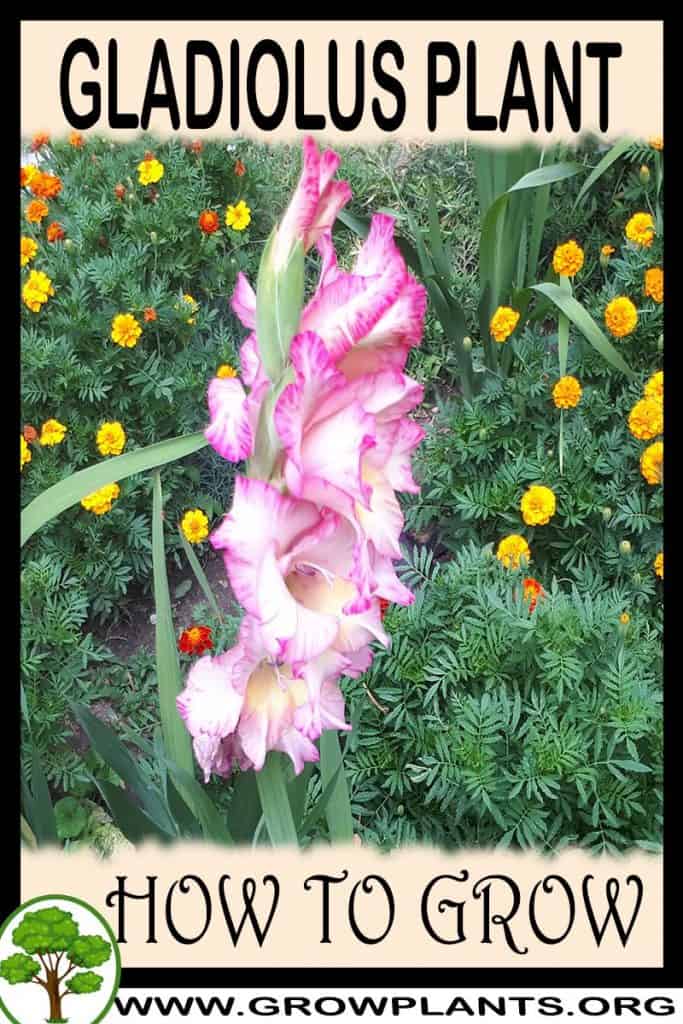 Gladiolus