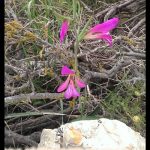 Gladiolus italicus