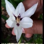 Gladiolus murielae