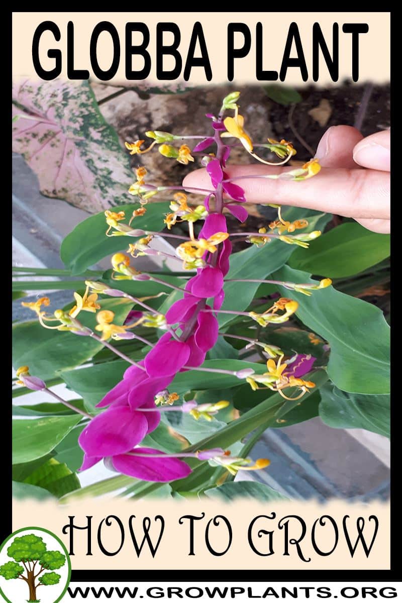 How to grow Globba