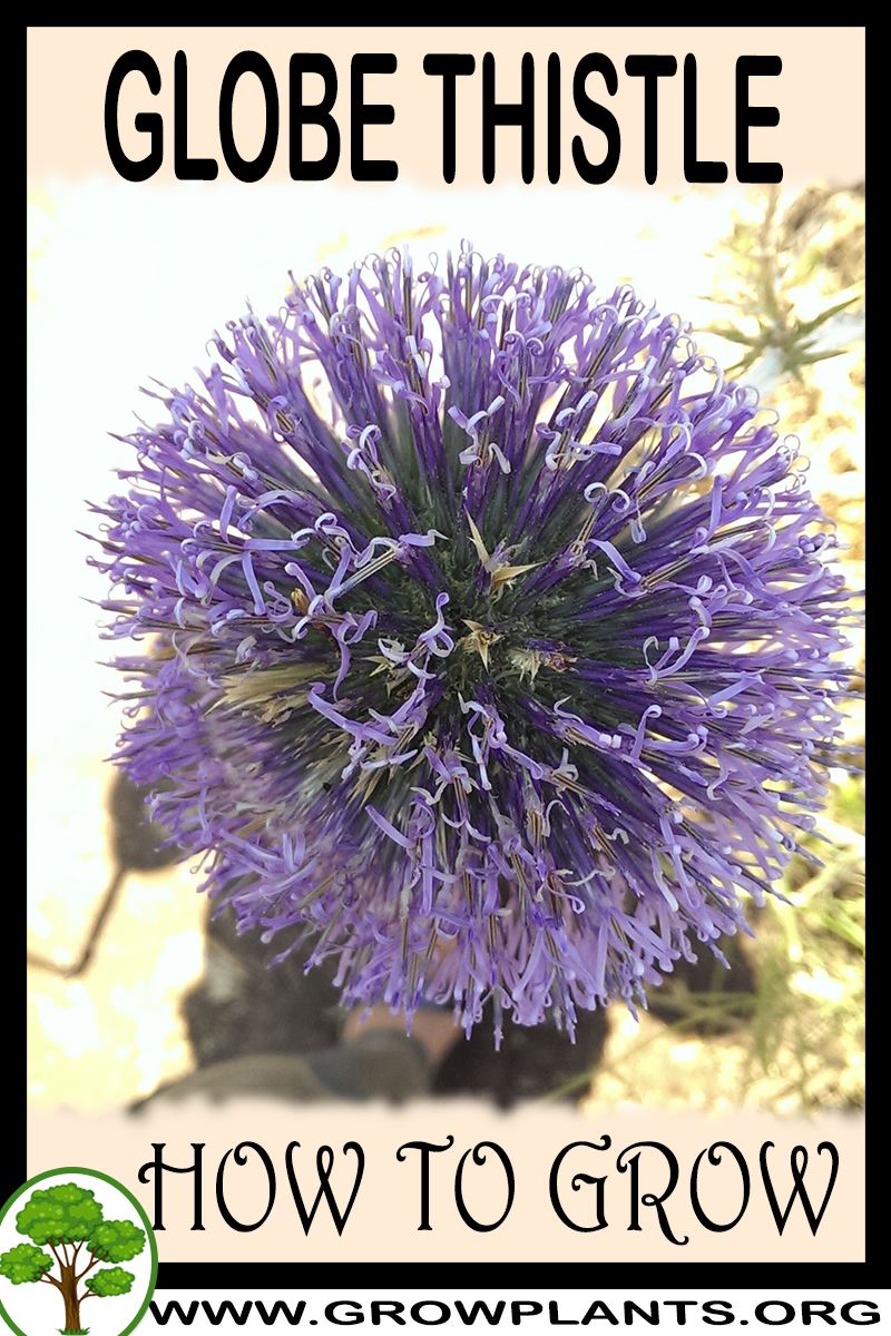 How to grow Globe thistle