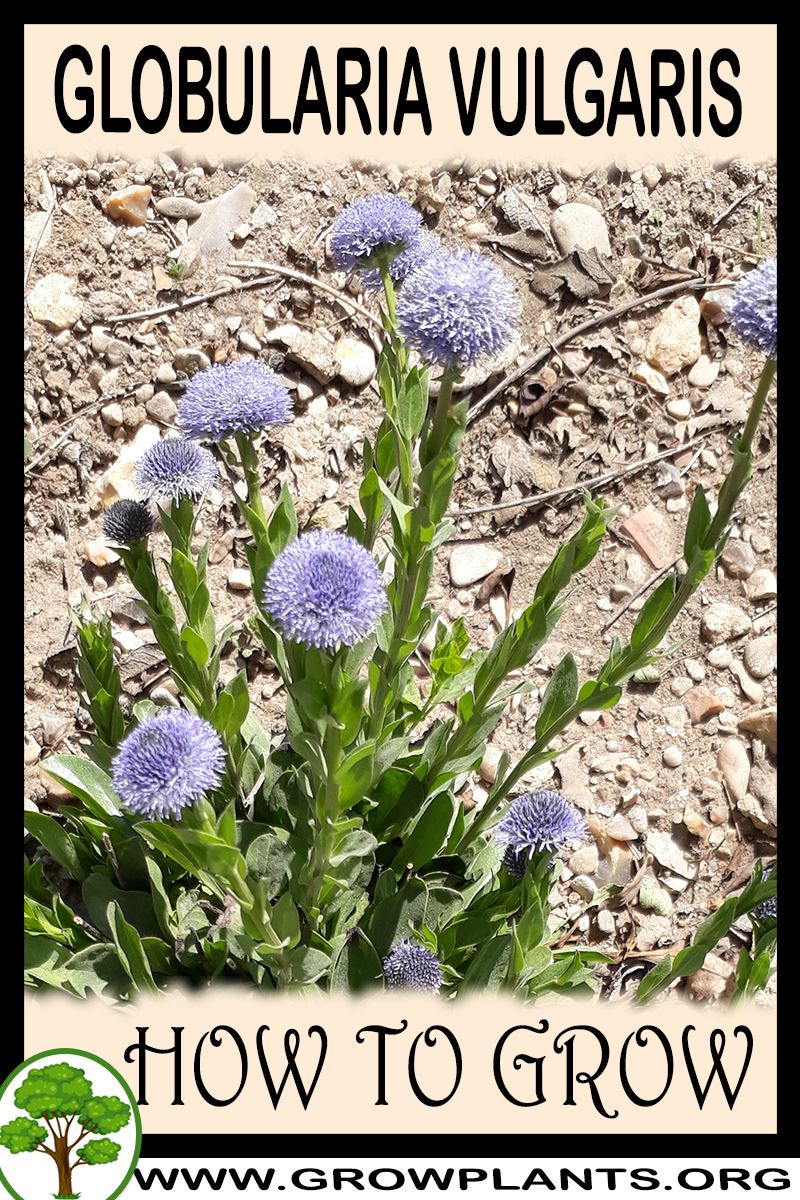 How to grow Globularia vulgaris