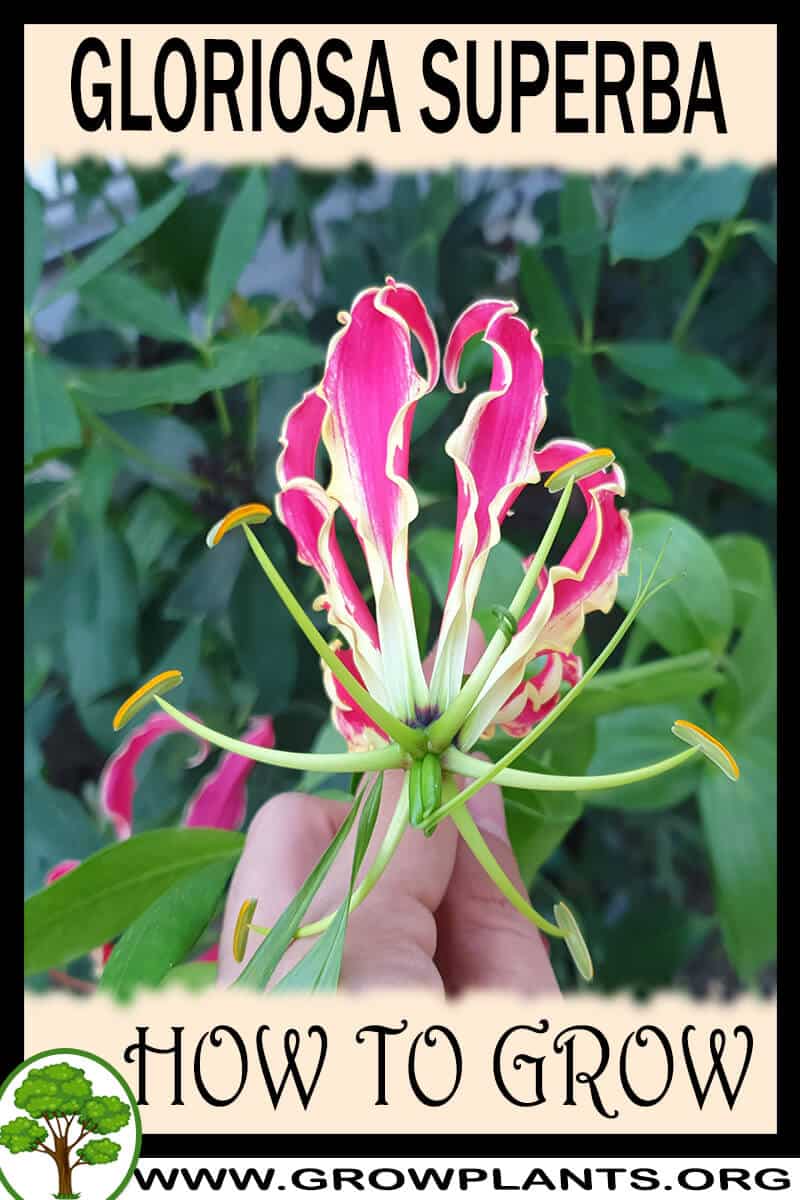 How to grow Gloriosa superba