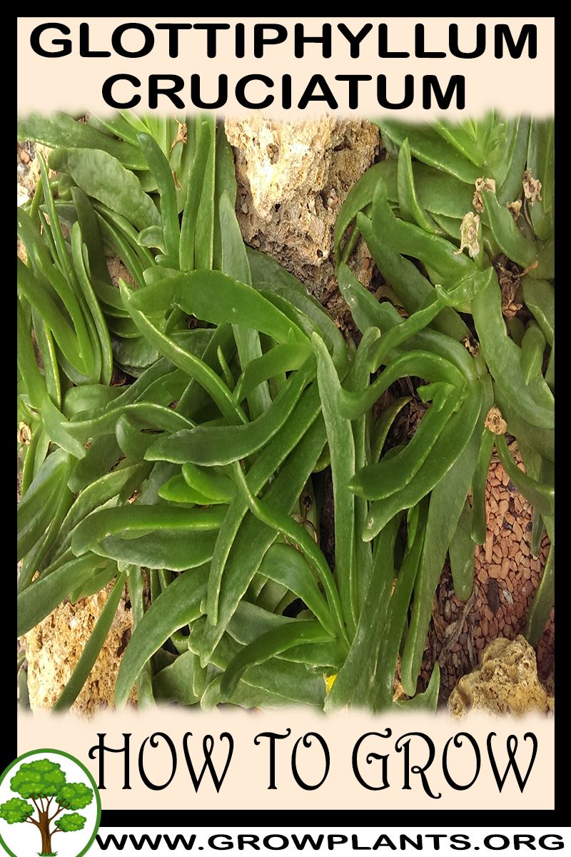 How to grow Glottiphyllum cruciatum