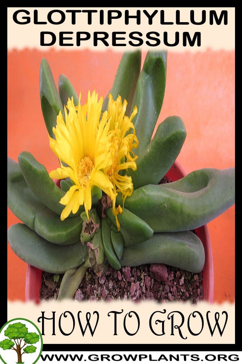 How to grow Glottiphyllum depressum