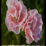 Godetia