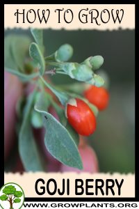 How to grow Goji berry