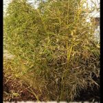 Golden bamboo