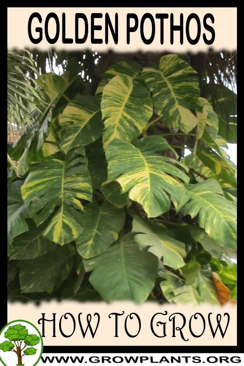 Golden Pothos How To Grow Care golden-pothos-how-to-grow-care