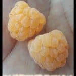Golden raspberry