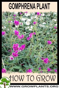 How to grow Gomphrena