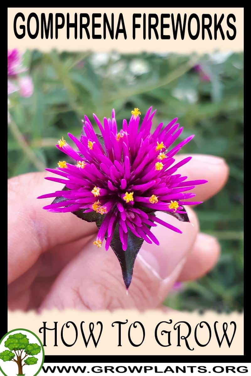 How to grow Gomphrena Fireworks