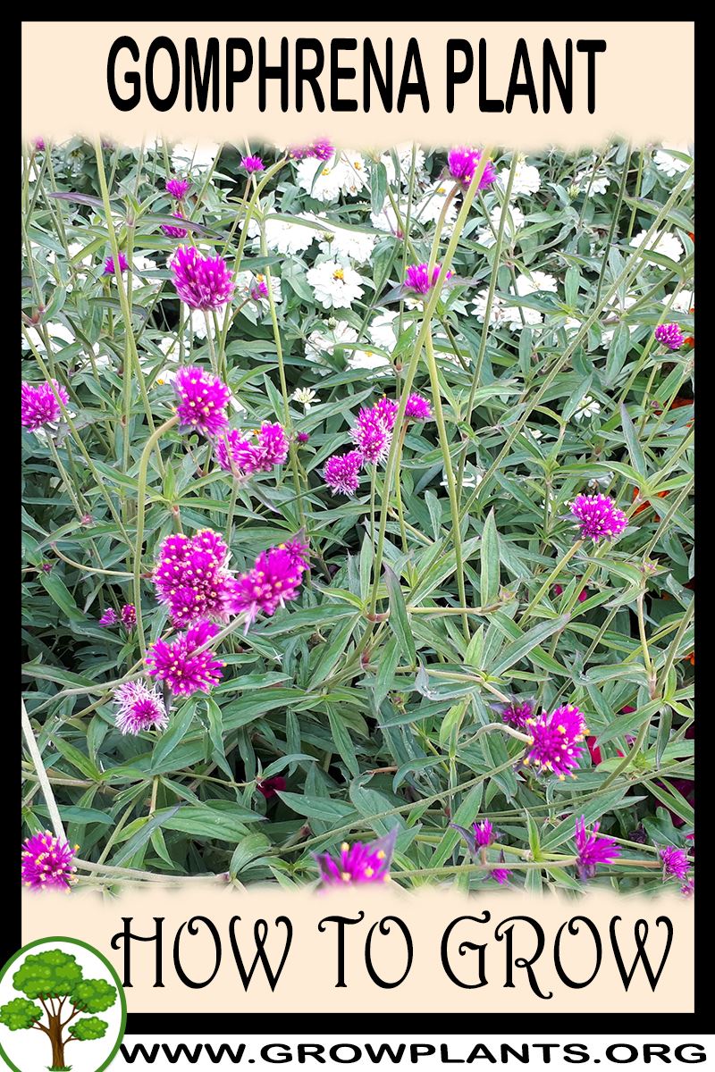How to grow Gomphrena