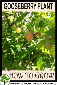 How to grow Gooseberry