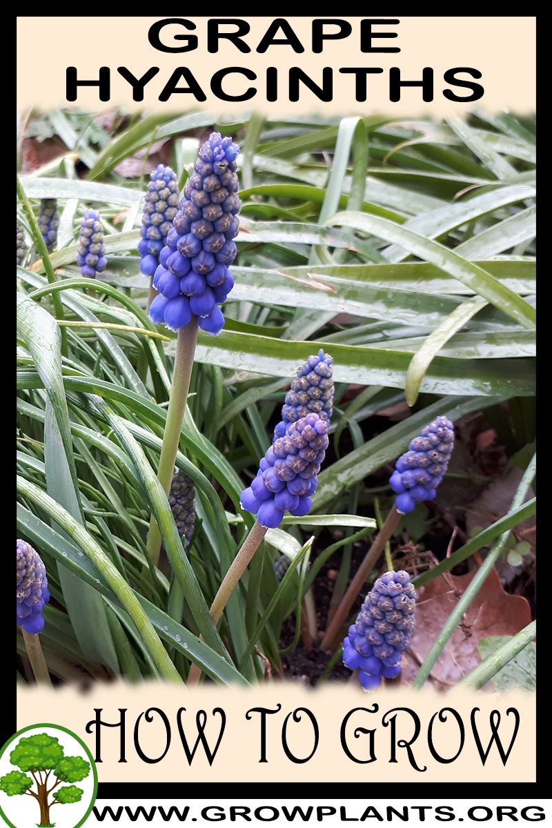 How to grow Grape hyacinths