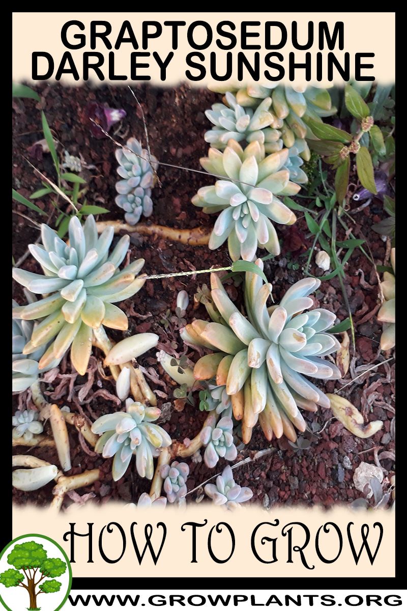 How to grow Graptosedum Darley sunshine