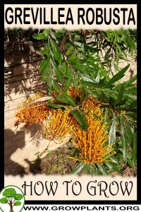 How to grow Grevillea robusta