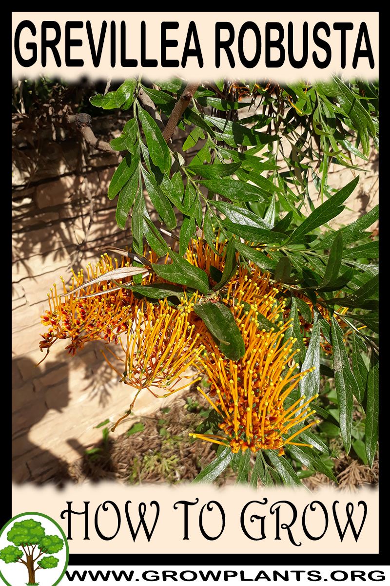 How to grow Grevillea robusta