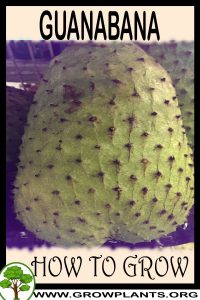 How to grow Guanabana