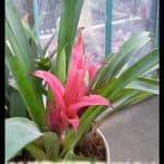 Guzmania cherry