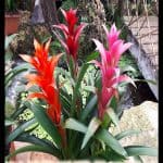 Guzmania lingulata