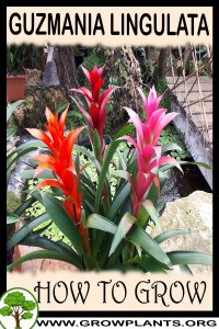 How to grow Guzmania lingulata