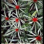 Guzmania lingulata Variegated