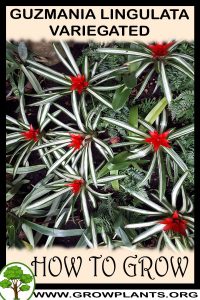 How to grow Guzmania lingulata Variegated