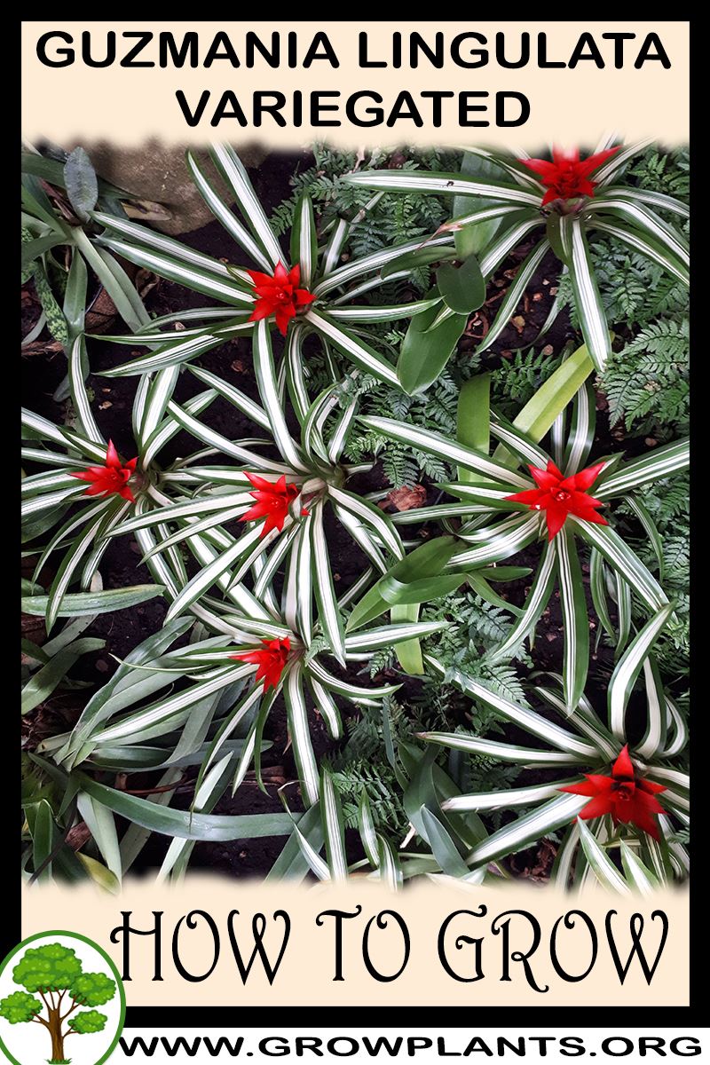 How to grow Guzmania lingulata Variegated