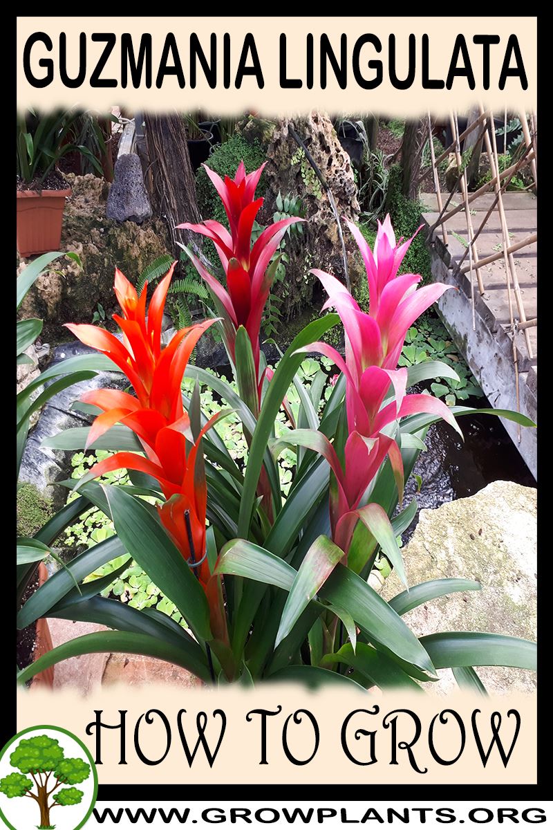 How to grow Guzmania lingulata