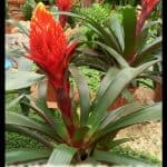 Guzmania torch