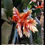 Guzmania undulatobracteata