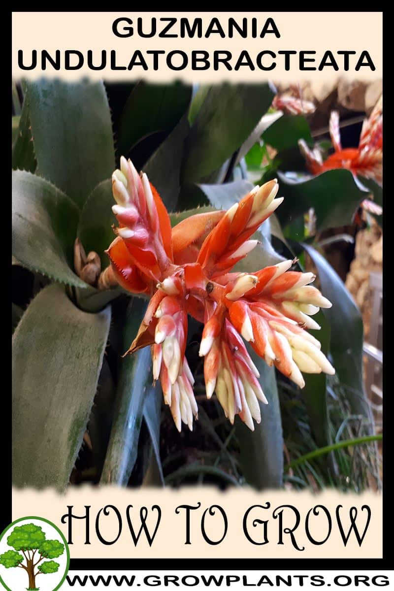 How to grow Guzmania undulatobracteata